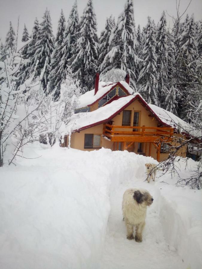 Forest Vibes Spa Cîmpu lui Neag Exterior foto