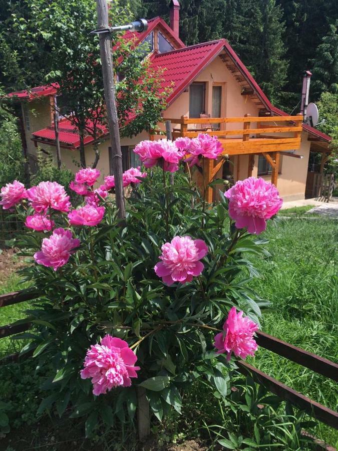Forest Vibes Spa Cîmpu lui Neag Exterior foto