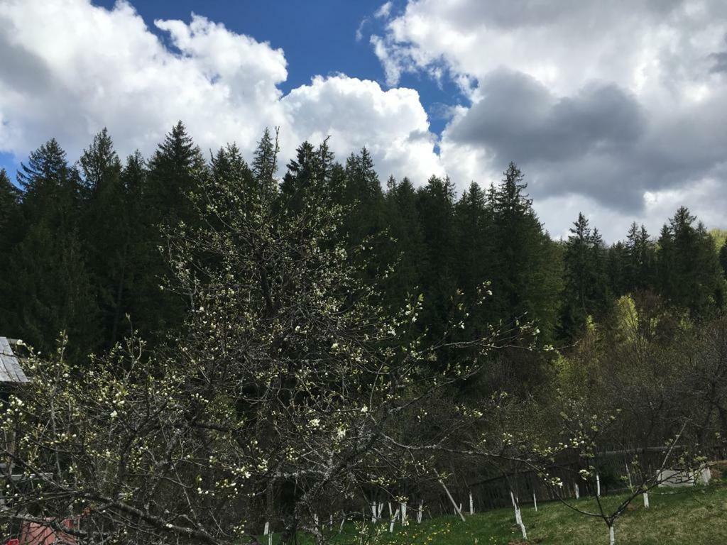 Forest Vibes Spa Cîmpu lui Neag Exterior foto